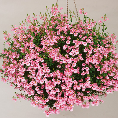 elfenspoor (Diascia-barberae-Flying-Colors®-Light-Pink)