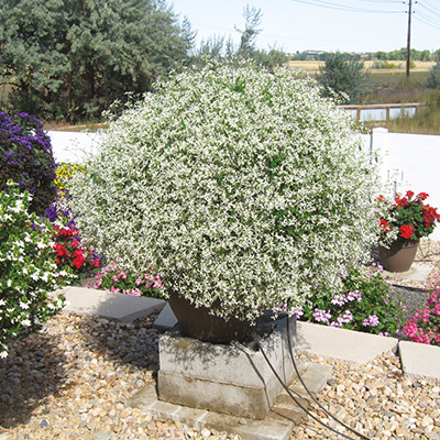 euphorbia (Euphorbia-hypericifloia-Euphoric-White)