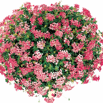 geranium (Pelargonium-interspecific-Cascade<sup>®</sup>-Sofie)