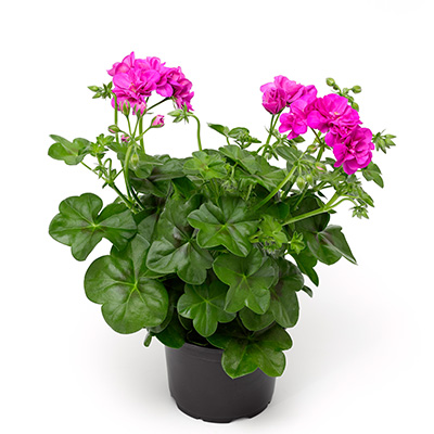 geranium (Pelargonium-peltatum-Corriente-Amethyst)