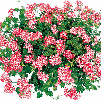 geranium (Pelargonium-peltatum-Corriente-Mexikanerin)