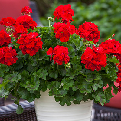 geranium (Pelargonium-interspecific-Calliope<sup>®</sup>-L-Dark-Red)