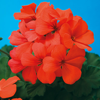 geranium (Pelargonium-interspecific-Calliope®-Landscape-Orange)