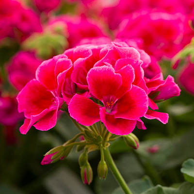 geranium (Pelargonium-interspecific-Calliope<sup>®</sup>-M-Red-Splash)