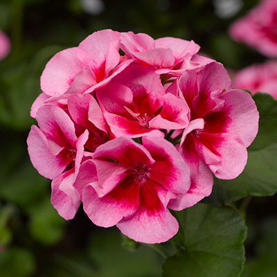 geranium (Pelargonium-interspecific-Calliope<sup>®</sup>-M-Rose-Splash)