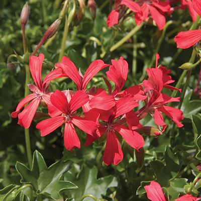 geranium (Pelargonium-interspecific-Cascade<sup>®</sup>-Leucht)