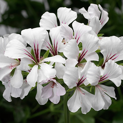 geranium (Pelargonium-interspecific-Cascade<sup>®</sup>-Snow)