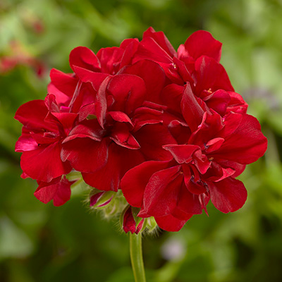 geranium (Pelargonium-peltatum-Corriente-Dark-Red)