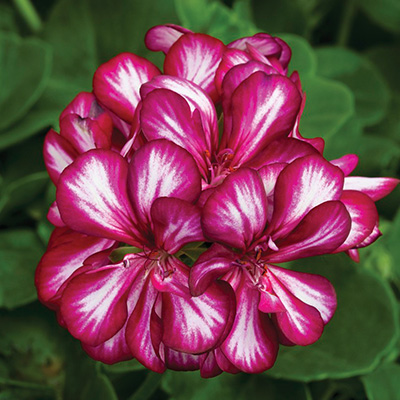 geranium (Pelargonium-peltatum-Corriente-Explosive)