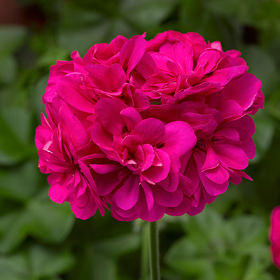 geranium (Pelargonium-peltatum-Corriente-Hot-Pink)