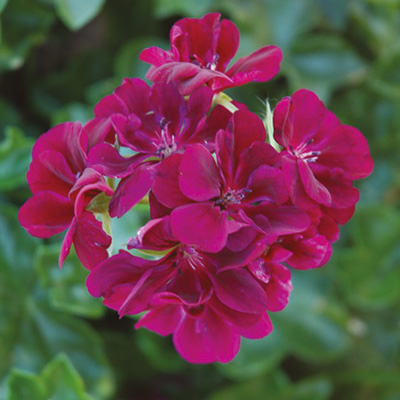 geranium (Pelargonium-peltatum-Corriente-Lulu)