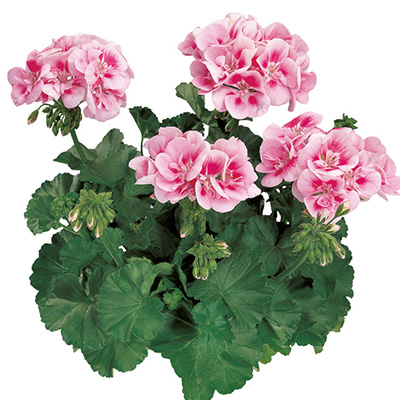 geranium (Pelargonium-zonale-Tango®-Bravo-Light-Pink)