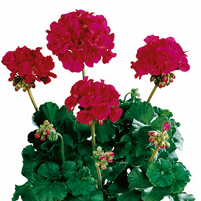 geranium (Pelargonium-zonale-Tango<sup>®</sup>-Neon-Purple) 