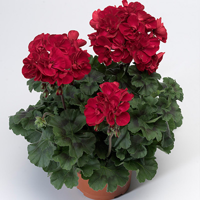 geranium (Pelargonium-zonale-Tango®-Velvet-Red) 