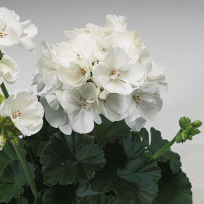 geranium (Pelargonium-zonale-Tango®-White) 