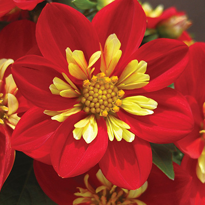 goldalia (Dahlia-x-Hybrida-GoldaliaTM-Scarlet)