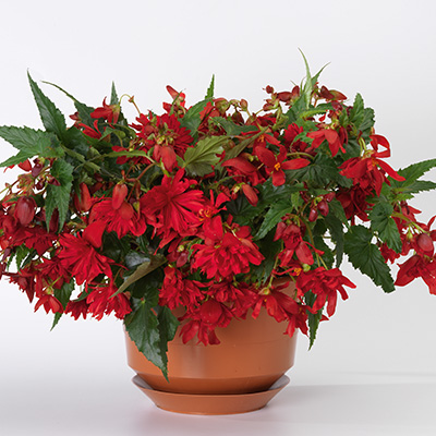 hangbegonia (Begonia-Tuberhyb-Tenella®-F1-Scarlet)
