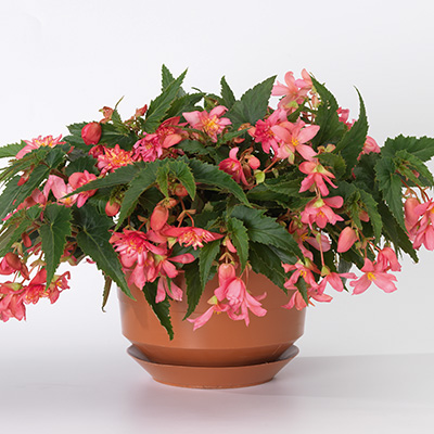 hangbegonia (Begonia-x-tuberhybrida-Tenella<sup>®</sup>-F1-Pink)