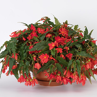hangbegonia (Begonia-x-tuberhybrida-Tenella®-F1-Rose)