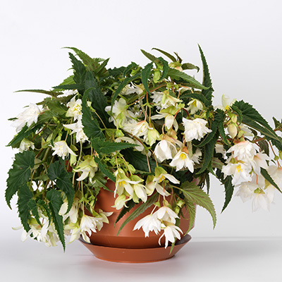 hangbegonia (Begonia-x-tuberhybrida-Tenella®-F1-White)