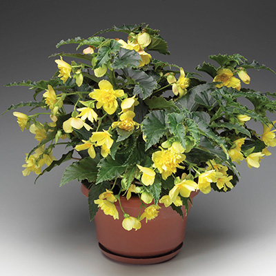 hangbegonia (Begonia-x-tuberhybrida-Tenella<sup>®</sup>-F1-Yellow)