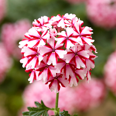 ijzerhard (Verbena-Hybrida-Lanai®-xl-Candy-Cane-Imp)