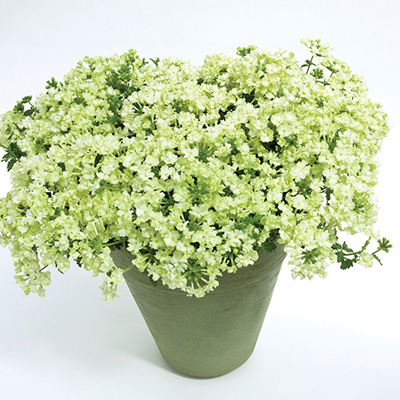 ijzerhard (Verbena-Hybrida-Lanai®-xl-Lime-Green)