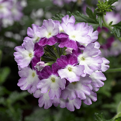 ijzerhard (Verbena-Hybrida-Lanai®-xl-Twister-Blue)