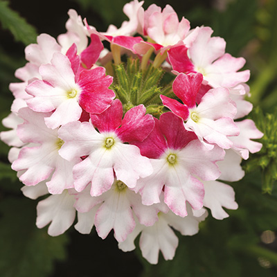 ijzerhard (Verbena-Hybrida-Lanai®-xl-Twister-Pink)