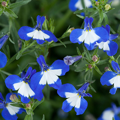 lobelia (Lobelia-erinus-Laguna®-Select-PopEye)