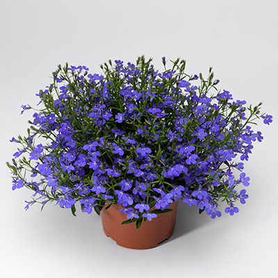 lobelia (Lobelia-erinus-Laguna<sup>®</sup>-Trailing-Dark-Blue)