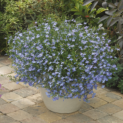 lobelia (Lobelia-erinus-Laguna®-Trailing-Sky-Blue)