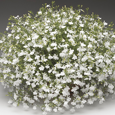 lobelia (Lobelia-erinus-Laguna®-Trailing-White)