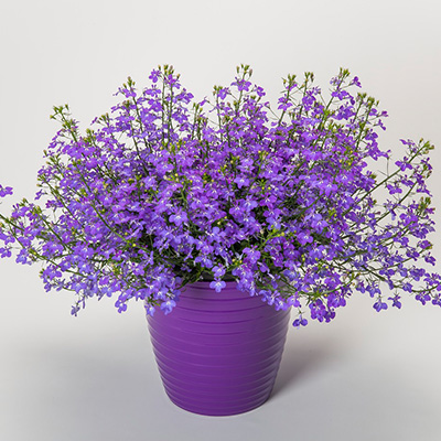 lobelia (Lobelia-erinus-Techno-Trailing-Blue-Jeans)