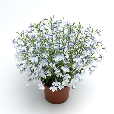 lobelia (Lobelia-erinus-Techno-up-Delft)