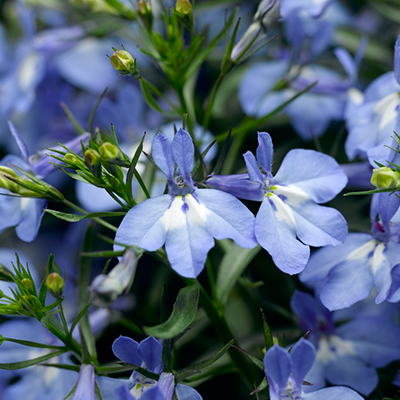 lobelia (Lobelia-erinus-Techno-up-Sky-Blue)