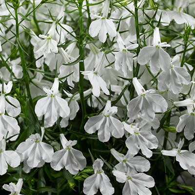 lobelia (Lobelia-erinus-Techno-up-White)