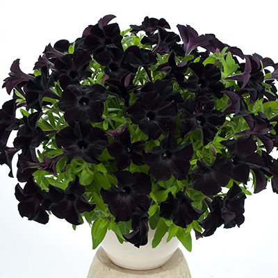 petunia (Petunia-Hybrida-Aurora-Black-Ray)