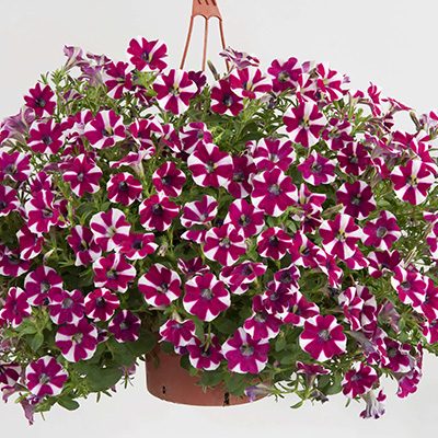 petunia (Petunia-Hybrida-Aurora-Starry-Merlot)