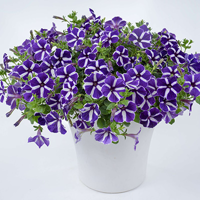 petunia (Petunia-Hybrida-Aurora-Stary-Blue)