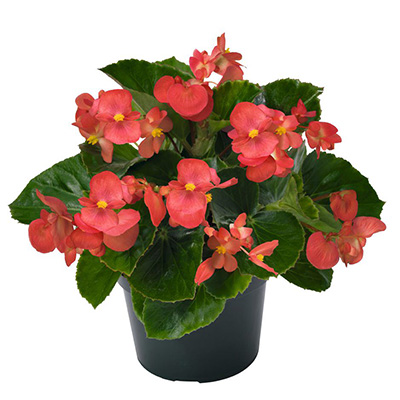 reuzebegonia (Begonia-Big-F1-Green-Leaf-Red)