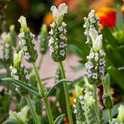 vlinderlavendel (Lavandula-stoeschas-Javelin-White)