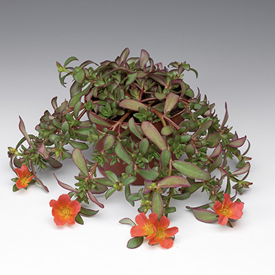 zomerpostelein (Portulaca-umbraticola-Lava-Red)