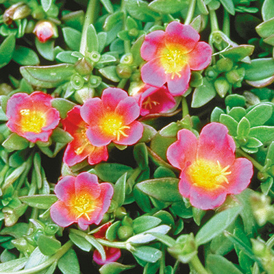 zomerpostelein (Portulaca-umbraticola-Lava-Rose-with-Lilac)