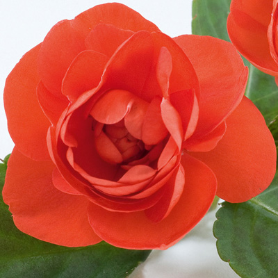 dubbel vlijtig liesje (Impatiens-walleriana-Diadem-Orange)