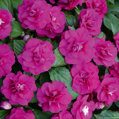 dubbel vlijtig liesje (Impatiens-walleriana-Diadem-Purple)