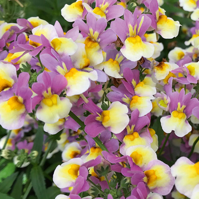 elfenspiegel (Nemesia-x-fruticans-Mareto®-Lemon-&-Rose)