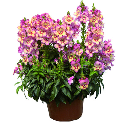 grote leeuwenbek-(Antirrhinum-majus-Antirinca®-Peachy)