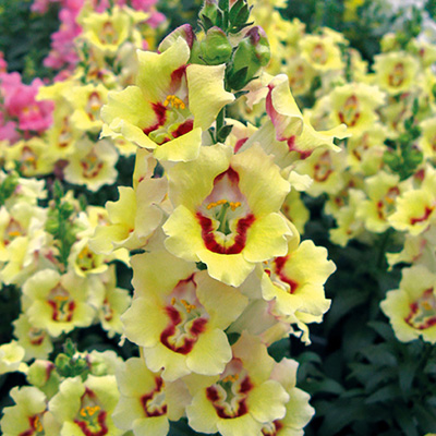 grote leeuwenbek (Antirrhinum-majus-Antirinca<sup>®</sup>-Yellow)