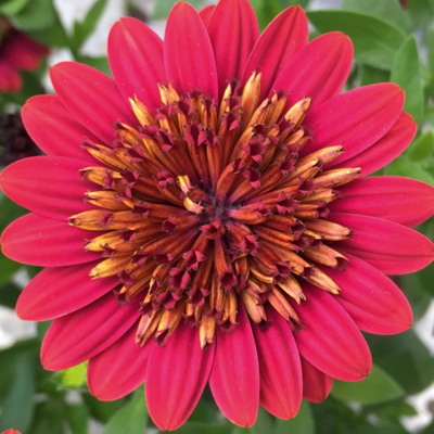 kaapse margriet (Osteospermum-ecklonis-Erato®-Double-Red)